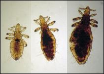 PestMgt_Long Nosed Louse